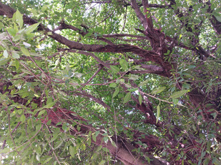 Fototapeta premium branches of Ficus Virens or Pilkhan tree