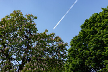 Soft tone motion blur plane flying leaving smoke trail (contrail) behind on clear blue sky day above tree tops. transportation, aviation, flying, travel concept