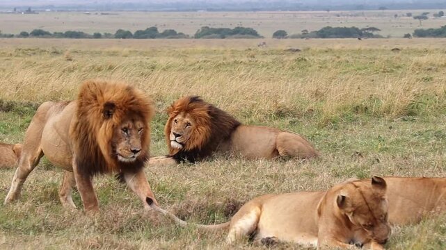 Male lion approaching and mating with a female lion in the savannah