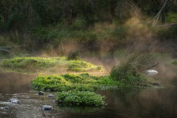 Morning mist over the calm waters of a river amid golden sunrise reflections on the vegetation.