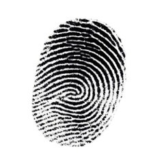 Close up of a human fingerprint pattern isolated on transparent background