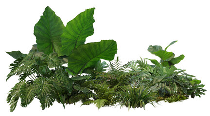 3D render of a garden with tropical plants and green leaves on a transparent background