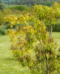 (Quercus myrsinifolia) Chinese Evergreen Oak or Bamboo-leaf Oak as ornamental tree with shiny green...
