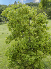  A small upright Chinese Evergreen Oak or bamboo-leaf oak (Quercus myrsinifolia) clothed with a...