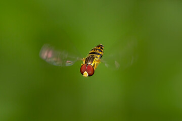 Small hoverfly in stationary flight with green blurred background and copy space
