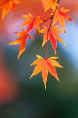 Red and orange Japanese maple leaves in autumn, close-up with blurred background.