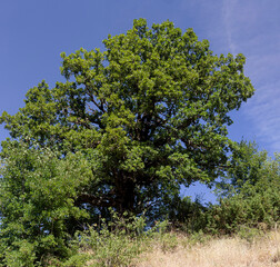 A plant (Quercus) with green leaves grows in the forest