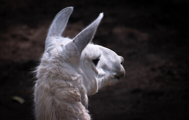 Portrait of a fluffy llama in a farm environment, exposing its beauty and cuteness.