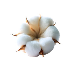 garlic isolated on white background