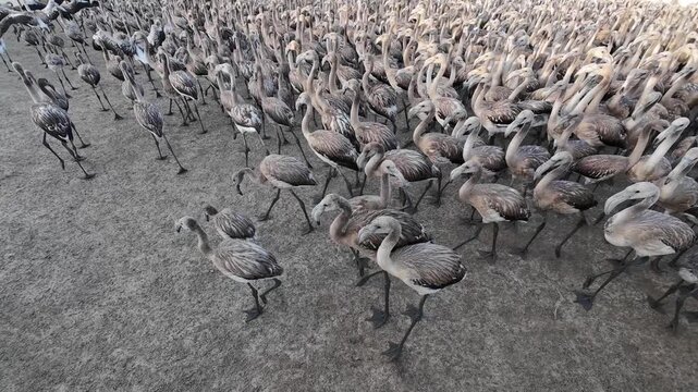 Captura para Anillamiento de pollos de Flamenco Rosa en la Laguna de Fuente de Piedra