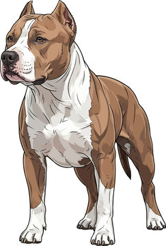 Confident American Pit Bull Terrier Dog standing calm illustration