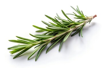 Fototapeta premium Fresh rosemary sprig isolated on white background