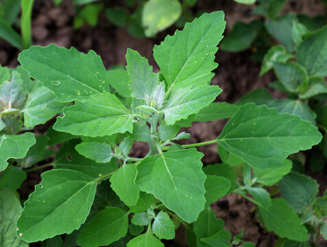 White goosefoot (Chenopodium album) grows in nature