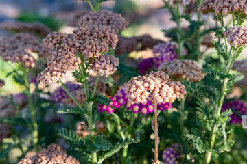 Yarrow plant photo in nature
