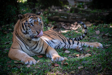 Wild tiger in a relaxed pose under forest shade.