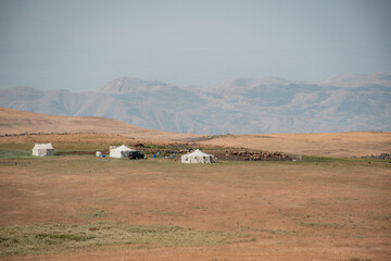 Obraz premium rural landscape with cows