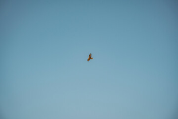 bird in flight