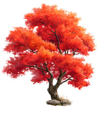 Fototapeta premium autumn tree isolated