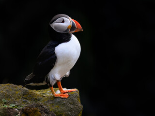 Atlantic Puffin Closeup Portrait on Dark Blur Background