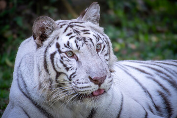 Close up view of rare white tigress resting on the ground with cute expression.