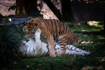 Male and female tigers playfully interacting on the grass in a shaded enclosure.
