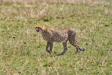 Cheetah Walking on Open Grassland in Maasai Mara