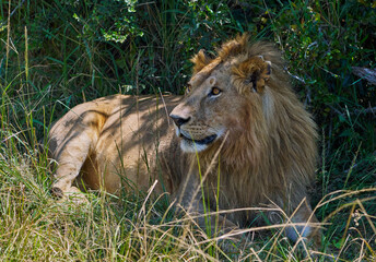 Male Lion Resting in the Grassland Shade – Maasai Mara