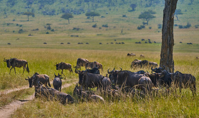 wildebeests resting and standing under a tree