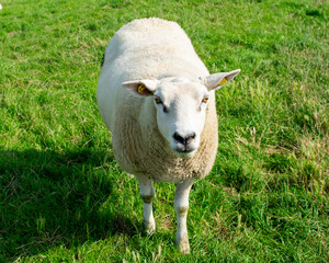 Einzelnes Schaf auf einer gr&uuml;nen wiese