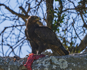Tawny Eagle in Maasai Mara