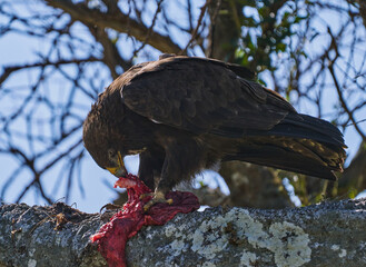 Tawny Eagle Feeding on Fresh Kill in Maasai Mara