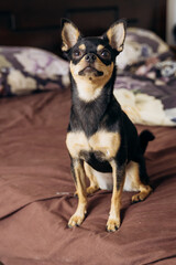 A cute little dog is sitting and looking at the camera. The Chihuahua is posing.
