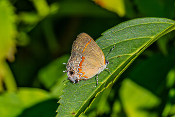 butterfly on leaf