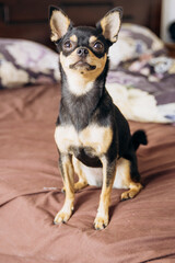 A cute little dog is sitting and looking at the camera. The Chihuahua is posing.