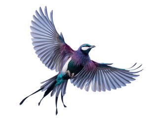 Obraz premium Colorful Exotic Bird in Flight Isolated 