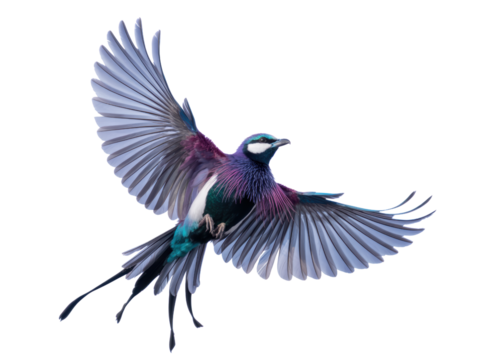 Colorful Exotic Bird in Flight Isolated
