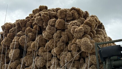 Sponge Docks in Tarpon Springs Florida