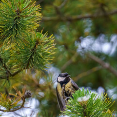A great tit (Parus major) perches on a pine tree branch (Pinus), surrounded by green needles, displaying its vibrant plumage and distinctive black head markings.