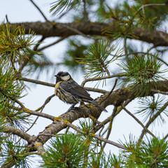 A great tit (Parus major) perches on a pine tree branch (Pinus), surrounded by green needles, displaying its vibrant plumage and distinctive black head markings.