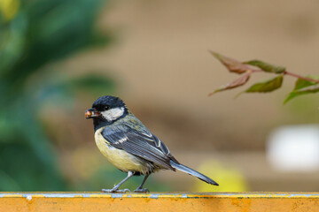 A great tit (Parus major) perches on a orange surface, gripping a seed in its beak, with blurred foliage and a leafy branch (possibly Cornus) in the background