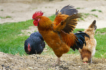 A brown rooster spreads its wings in an outdoor farm setting, flanked by two chickens pecking at the ground, with grass and dirt in the background