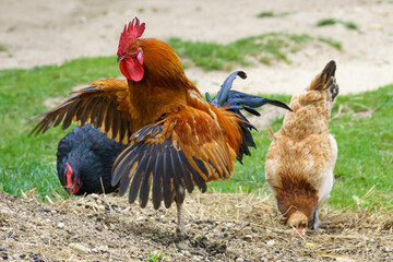 A brown rooster spreads its wings in an outdoor farm setting, flanked by two chickens pecking at the ground, with grass and dirt in the background