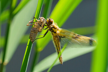 A newly emerged dragonfly clings to its exuvia on a common reed (Phragmites australis), wings still soft, captured in a detailed macro close-up.