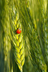 A ladybug (Coccinellidae) rests on a green wheat plant (Triticum aestivum), surrounded by tall grasses, captured in a detailed macro with blurred background.
