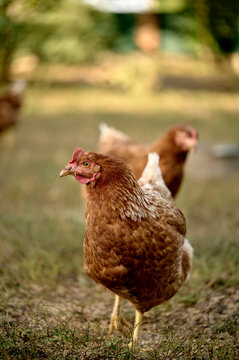 chicken portrait