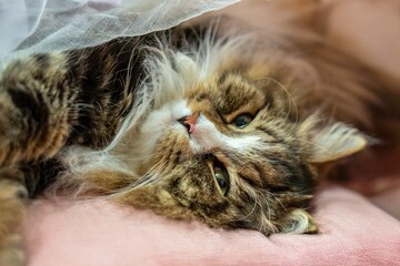 Relaxed Siberian cat Alvin on a cozy day