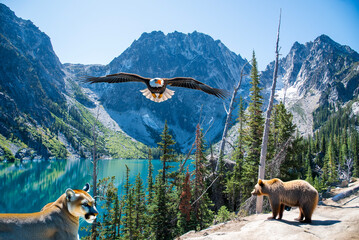 Predators of the Pacific Northwest, bald eagle, grizzly bear, mountain lion. 
