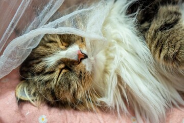 Siberian cat Alvin sleeping peacefully under a veil