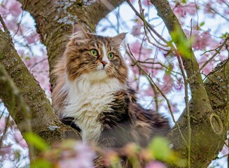 Siberian cat Alvin in a blossoming tree
