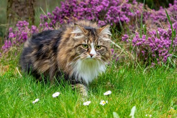 Regal Siberian Feline Alvin in a Lush Garden